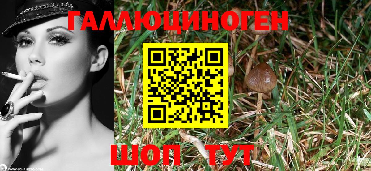 Псилоцибиновые грибы Psilocybine cubensis  купить наркоту  Краснознаменск  Галлюциногенные грибы мухоморы  Вход с VPN 
